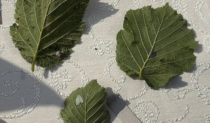Kahverengi kokarcaya karşı samuray arısı salımı başladı