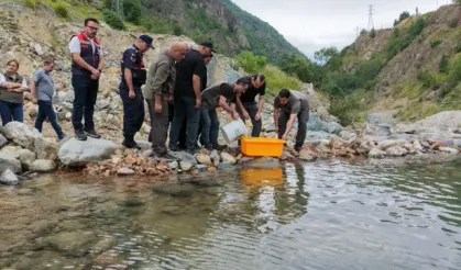 Murgul'da derelere 30 bin kırmızı benekli alabalık bırakıldı