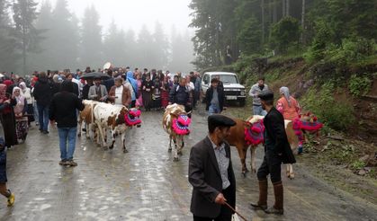Trabzon'da süslü hayvanlar ve yöresel kıyafetlerle geleneksel yayla göçü