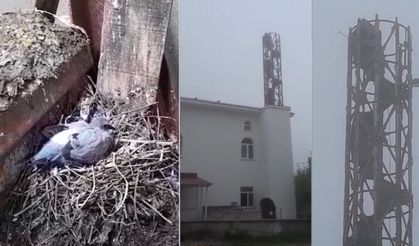 Minare onarımı güvercin yavruları için ertelendi