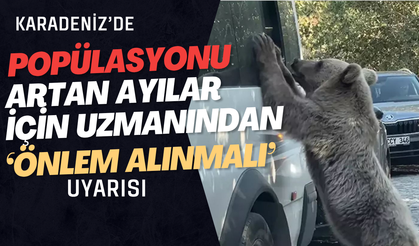 Karadeniz’de popülasyonu artan ayılar için uzmanından ‘önlem alınmalı’ uyarısı