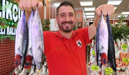 Karadeniz'de palamut bolluğu