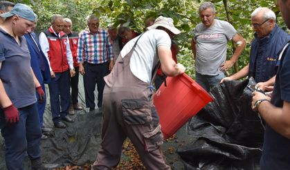 Fındık hasat filesi desteğiyle maliyetler azalıyor