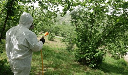 Kokarcaya 'panzehir etkisi'; fındıkta zarar sıfıra yaklaştı