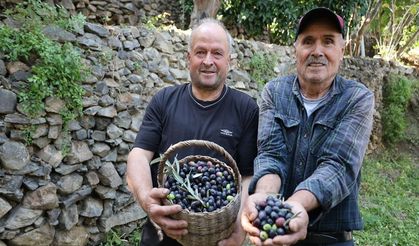 Artvin'in ödüllü 'Butko' zeytininde hasat başladı