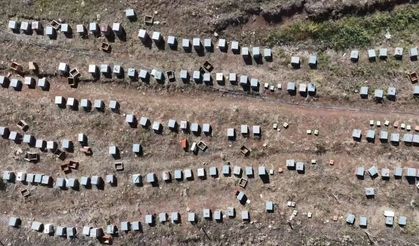 İlkbahar ve yaz yağışları Erzurum'da bal üretimine yaradı