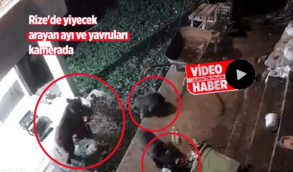 Rize'de yiyecek arayan ayı ve yavruları kamerada