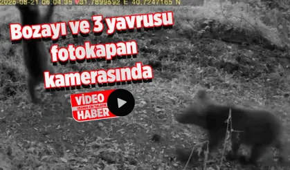 Bozayı ve 3 yavrusu fotokapan kamerasında