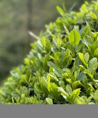 Rize Ticaret Borsası 2,5 yaprak yaş çayı 70 liradan satın alacak