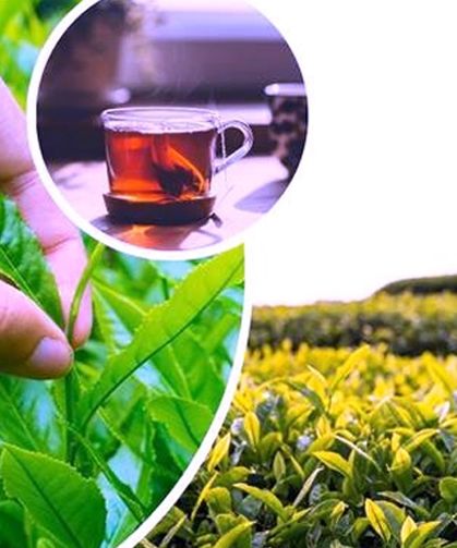 Rize'nin 4 aylık çay ihracatı 5,9 milyon dolar oldu