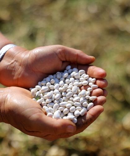 Alım Garantili Fasulyede Hasat Başladı