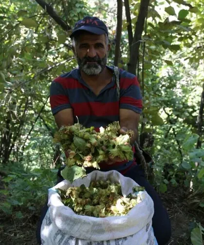 Görenler Karadeniz zannediyor! Doğu'nun Karadeniz'inde fındık hasadı başladı