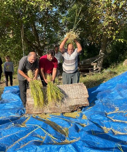 Artvin'de geleneksel yöntemlerle çeltik hasadı