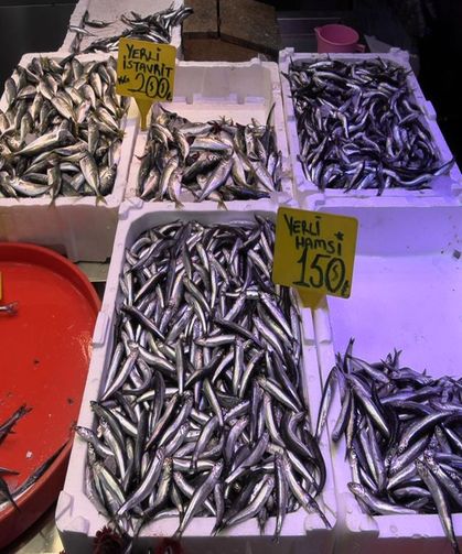 Karadeniz'de palamut göç etmeye başladı; hamsi bolluğu beklentisi