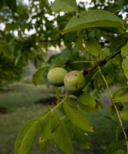 Tescilli Giresun Şebin cevizinde rekolte üreticileri sevindirdi