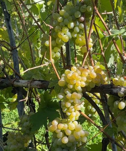 Aromasıyla meşhur 'Peterek' üzümünde hasat zamanı