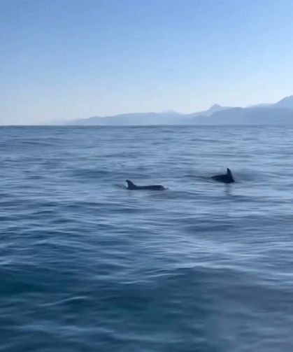 Palamut avına çıkan balıkçılara yunuslar eşlik etti