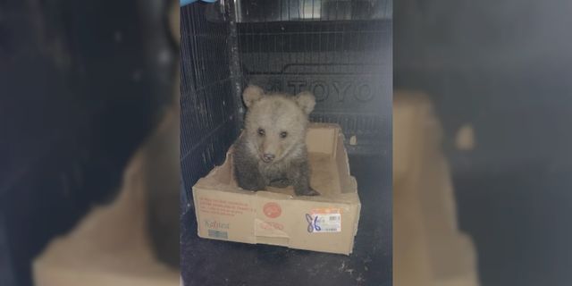 Yolda bulduğu ayı yavrusunu, bir gece evinde baktıktan sonra yetkililere teslim etti