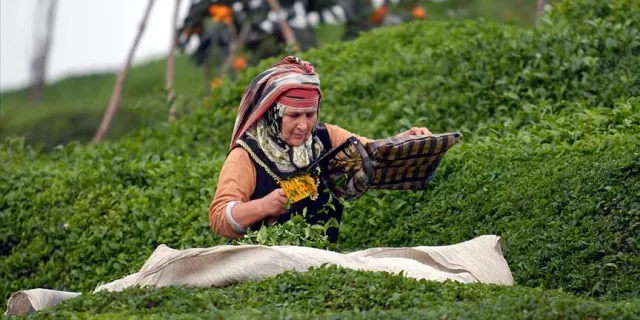 Çay üreticilerinin merak ettiği konu: Kontenjan var mı? Çaykur'dan kontenjan açıklaması...