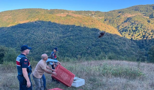 Yakakent'te sülünler doğaya salındı