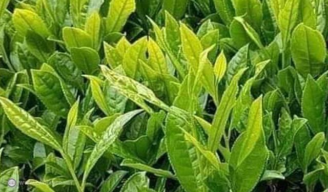 Bazı Özel Çay İşletmeleri Yine İstismar Peşinde