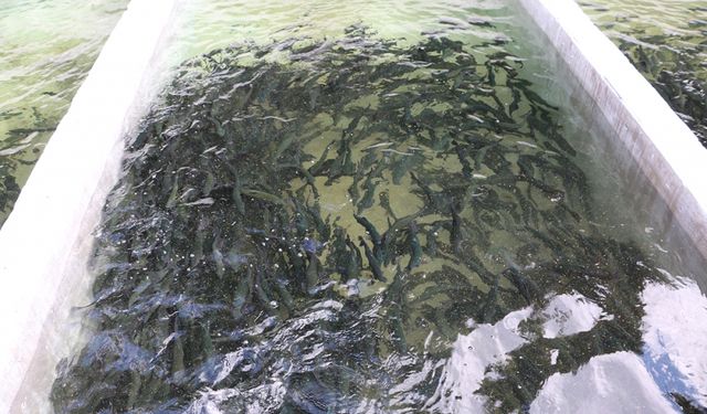 Bolu'daki tesislerde yılda 8,5 milyon balık yavrusu üretiliyor