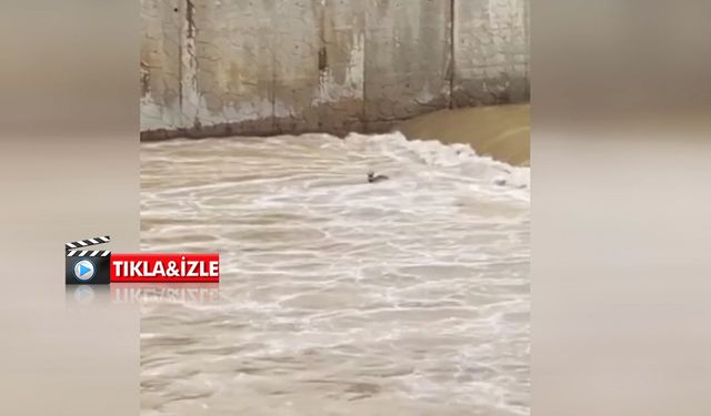 Rize'de dereye düşen karaca kurtarıldı