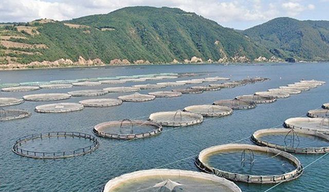 Doğu Karadeniz'in Türk somonu ihracatı yüzde 41 arttı