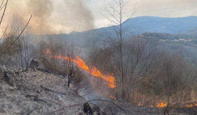 Artvin'de orman yangınında 1 hektar alan zarar gördü