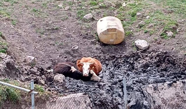 Bolu'da çamurda mahsur kalan 2 inek iş makinesiyle kurtarıldı