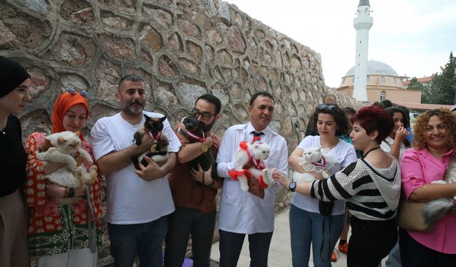 Tokat'ta kedi güzellik yarışması düzenlendi