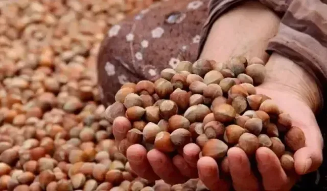Türkiye, fındık ihracatından 9 ayda 2 milyar doları aşkın gelir sağladı