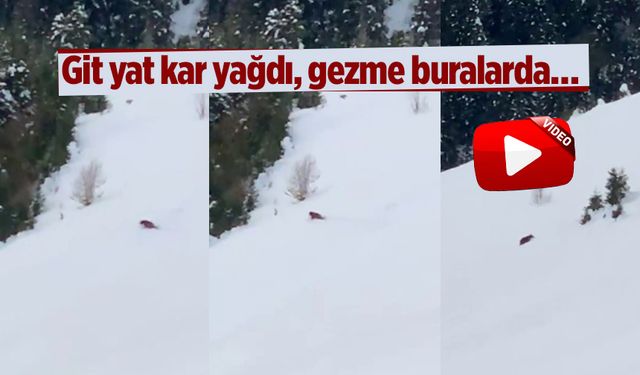 Çayelili vatandaşın yaylada ayı ile diyaloğu sosyal medyada ilgi ile izlendi