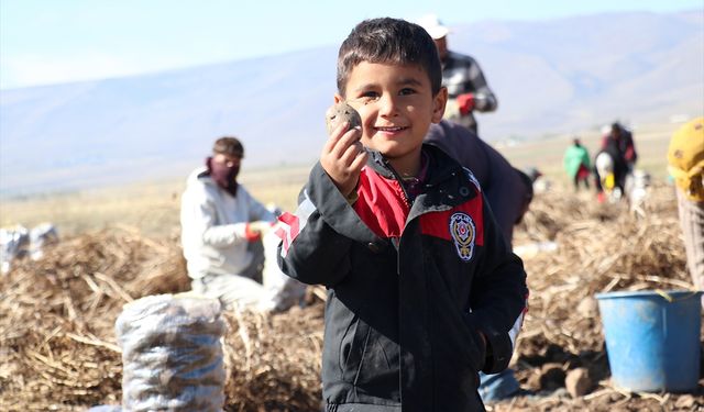 Pasinler Ovası'nın yeni ürünü mor patates oldu