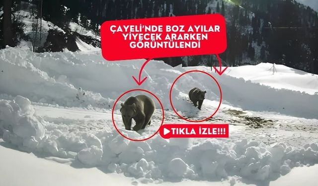 Çayeli’nde kış uykusundan uyanan boz ayılar yiyecek ararken görüntülendi