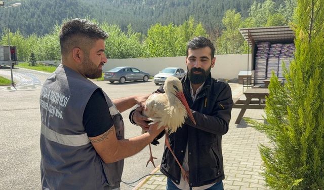 Karabük'te bitkin halde bulunan leylek tedavi altına alındı
