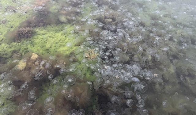 Karadeniz'de denizanası varlığı artıyor