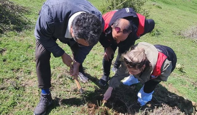 Amasya'da süneyle mücadele devam ediyor