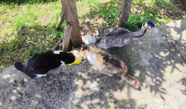 Giresun'da geleceğin şefleri sahipsiz hayvanlar için mama hazırladı