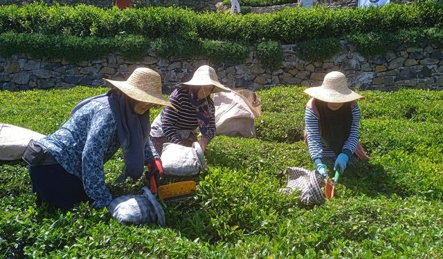 Giresun'da yeni sürgün çay hasadı etkinliği yapıldı