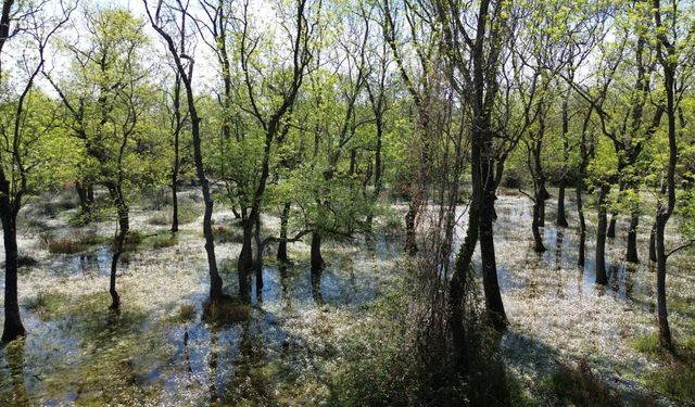 Kızılırmak Deltası'ndaki Galeriç Ormanları su papatyalarıyla mayısta ziyaretçilerini bekliyor