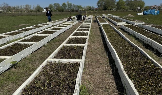 Samsun'da özel izinle üretilen salep orkidesinde hasat mesaisi
