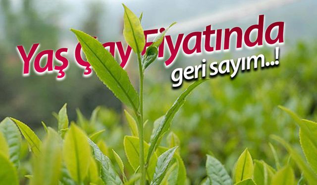 2025 Yılı Yaş Çay Alım Fiyatı İçin Geri Sayım Başladı