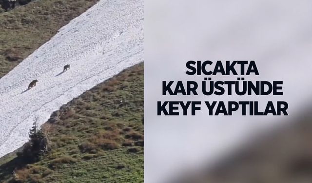 Artvin