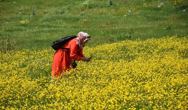 Gümüşhane'de adını "sarı çiçek"ten alan köydeki tarlalar renklendi