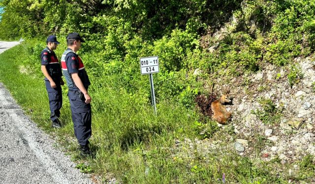 Kastamonu'da jandarmanın devriye sırasında bulduğu yaralı karaca tedavi altına alındı