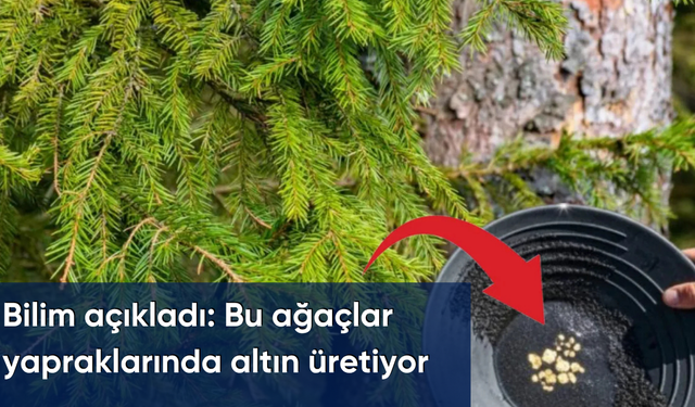 Bilim açıkladı: Bu ağaçlar yapraklarında altın üretiyor
