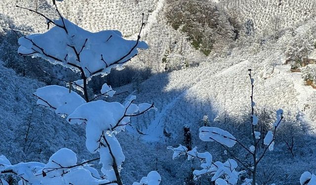 'Yüksek kesimlerdeki kar yağışı fındığa yaradı'