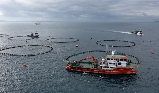 Karadeniz'in su ürünleri ihracat geliri yılın ilk ayında 28 milyon doları aştı