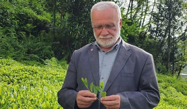 Uzun’dan yaş çay fiyatı tepkisi: “1 kilo çayla en az 3 ekmek alınabilmeli”